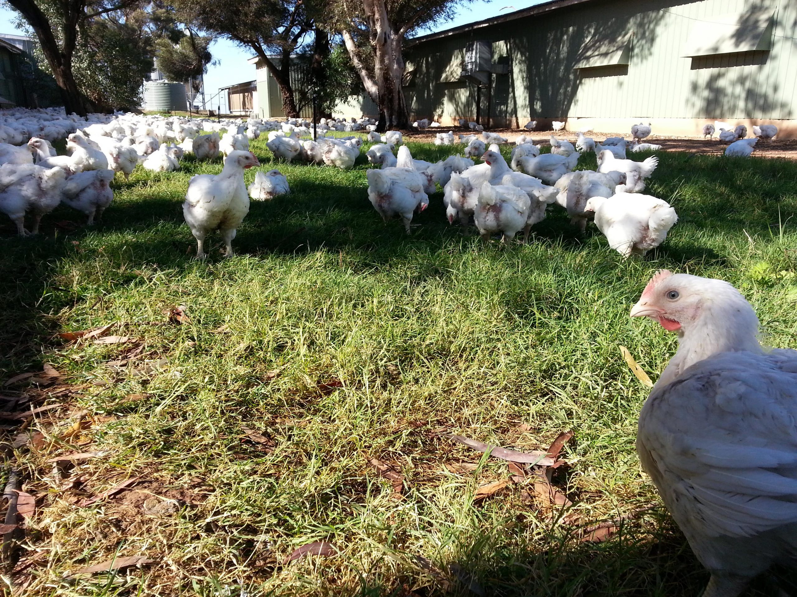 Case Study – Southern Cross Farms Australia