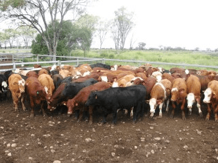 Bannockburn Feedlot