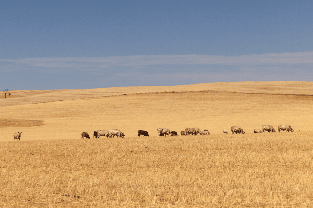 on farm drought grant SA