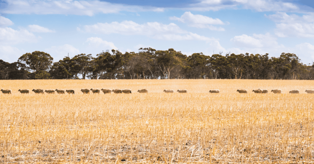 VIC on farm drought grant