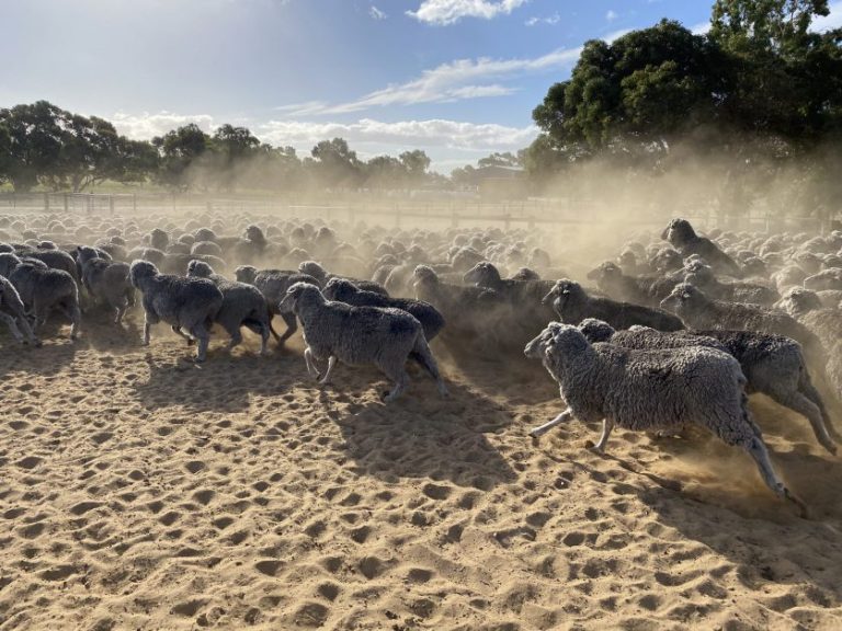 livestock sheep